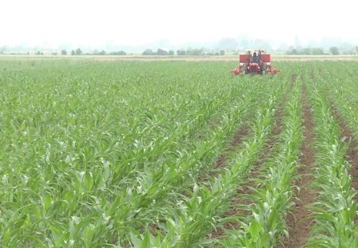 Oprez do početka žetve: Kiše u maju pogoduju usjevima