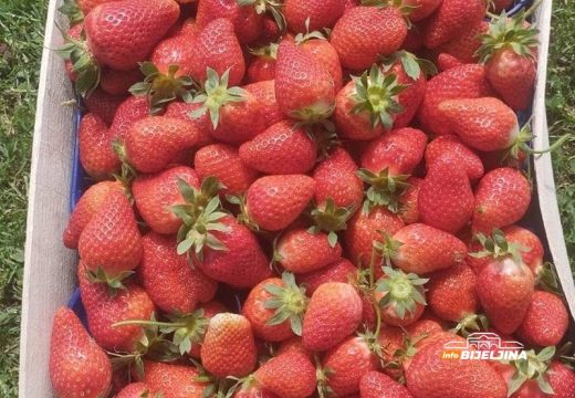 Pala cijena domaćih jagoda u Semberiji: Kiše, mraz i visoki troškovi usporili berbu