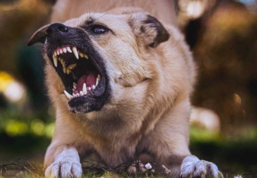 Horor u Sloveniji: Majku usmrtili psi njenog sina