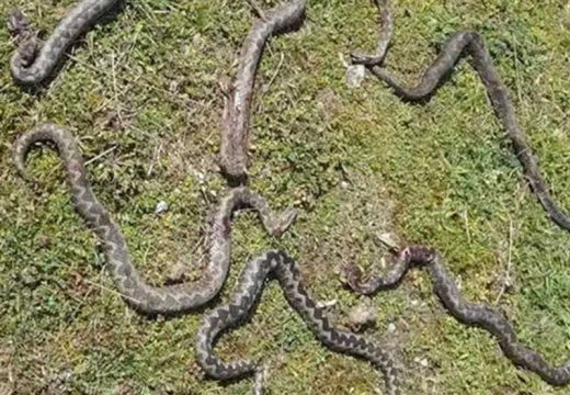 Užas u banjalučkom naselju: Slagao drva pa pronašao sedam poskoka (Foto)