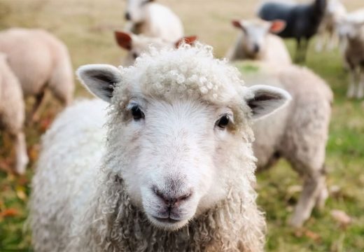 Region: U Crnoj Gori se pojavila bruceloza kod ljudi