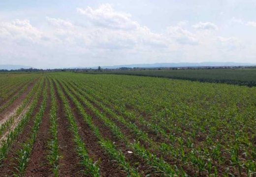 Stanje usjeva u Semberiji zadovoljavajuće: Sunce i vlažno zemljište doprinose dobrom prinosu