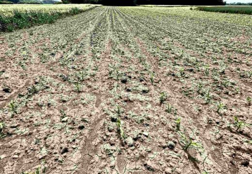 Kiše u zemljištu ima dovoljno – usporena sadnja duvana: Usjevi u Semberiji dobro napreduju