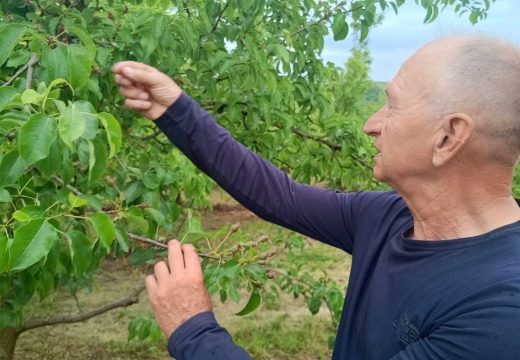 13 tona kruške ubralo njih troje: Voćari nemaju dovoljno radne snage