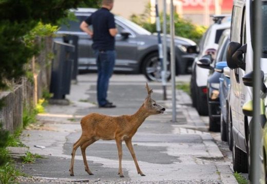 Zanimljiva situacija u Bijeljini: Srna zalutala u centar grada