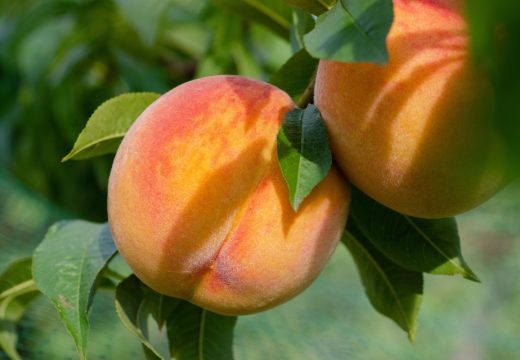 Zdravlje: Šta je zdravije breskve ili kajsije?