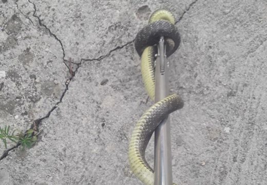 Savjeti: Prvo mjesto koje trebate provjeriti ako sumnjate na zmiju u domu