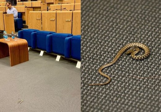 Bizaran prizor: Zmija na podu sale Parlamenta FBiH (Foto)