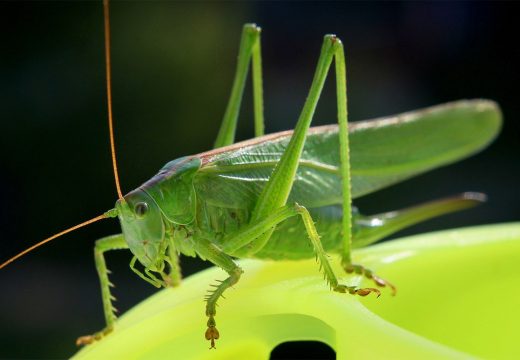 Istraživanje: Ljudi nisu za ideju da insekti zamjene meso