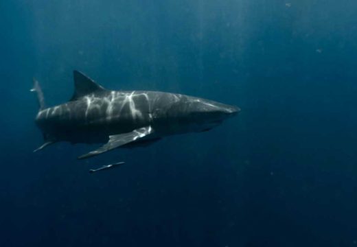 Životinje: Velika bijela ajkula ulovljena u Crnoj Gori (Foto)