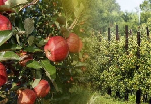 Voćarstvo: Da li će smanjen rod voća na Majevici uticati na njeno poskupljenje?