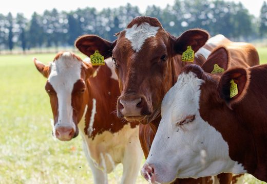 Ministarstvo poljoprivrede: Isplaćeno više od 2,6 miliona KM za podršku izgradnji objekata u stočarstvu