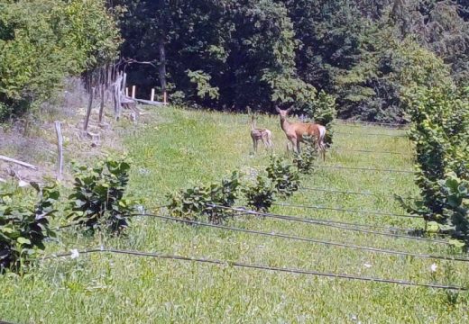 Lopare: Jeleni na Majevici dobili potomstvo