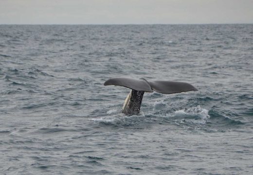 Izdato upozorenje: Uočen kit u Crnoj Gori (Video)
