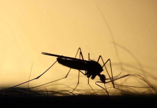 U osam mjesnih zajednica: Zaprašivanje komaraca na području Lopara