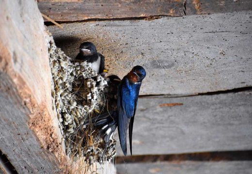 Narodna vjerovanja: Šta znači ako ove ptice sviju gnijezdo u blizini vaše kuće?