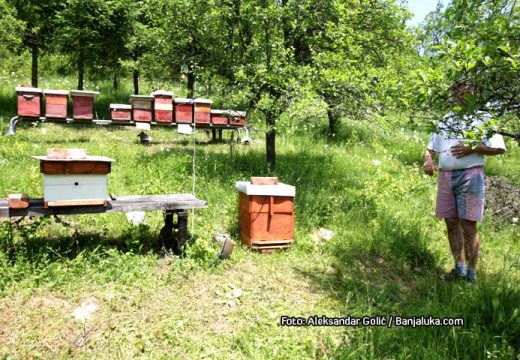 Uvozni med za 7 KM preplavio tržište: Domaći pčelari pred gašenjem