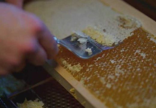 Ko ugrožava domaće pčelare: Uvoz meda oko 150 puta veći od izvoza (Video)