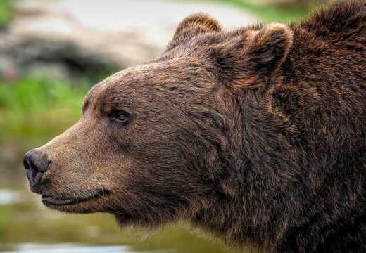 Upozorenje za sve koji putuju u Crnu Goru: Morate biti oprezni, ovdje možete sresti najvećeg evropskog predatora