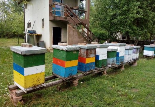 Pčelari u Semberiji ostali bez 80% pčela: Inženjer poljoprivrede locirao problem i predložio rješenje