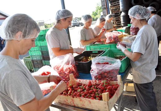 Poljoprivreda: Visoka cijena domaće jagode poremetila otkupne planove; Ima za jelo, nema za preradu