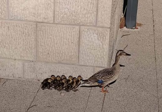 Preslatka ekspedicija u Trebinju: Patka i pačići prošetali gradom