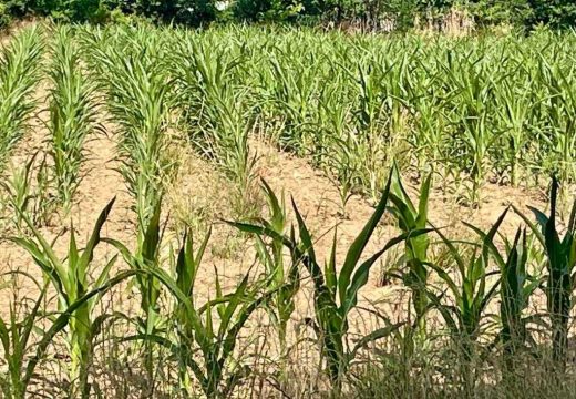 Žedna semberska polja: Pred nama ekstremna susa (Foto)