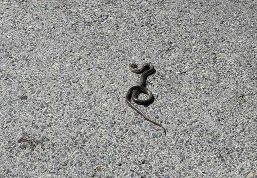 Zabrinjavajuće: Bolnice kubure sa serumom protiv zmijskog otrova