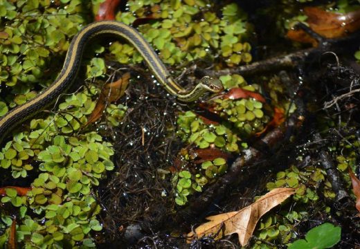 Bijeljinski komunalci nisu nadležni: Kome se obratiti ako vidite zmiju u dvorištu?