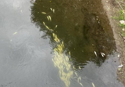 Ekološka katastrofa: Uginule ribe plutaju Bosnom (Video)