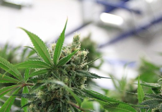 Potvrđena optužnica: Optuženi da su u Bijeljini uzgajali drogu, zapalili kuću da sakriju tragove