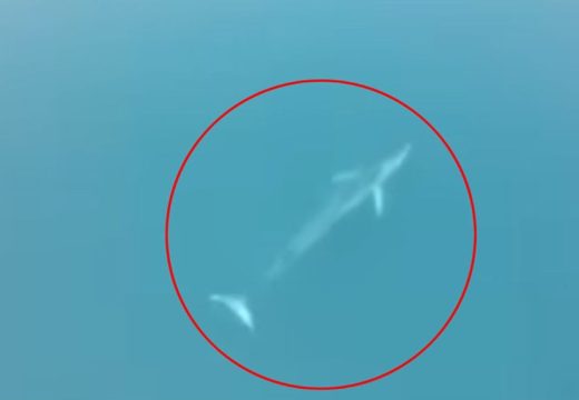 Da li je bezbjedno kupanje u Jadranu: Kit zalutao u Herceg Novom, a bijela ajkula kod Kotora