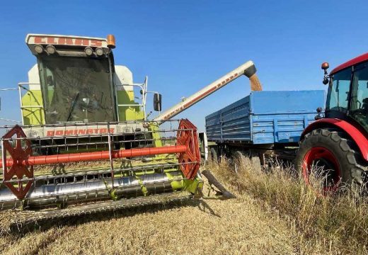 Žetva pšenice u Semberiji pri kraju: Posljednji otkosi već tokom vikenda (Foto)