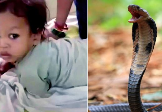 Indija: Jednogodišnji dječak ugrizao zmiju otrovnicu i usmrtio je