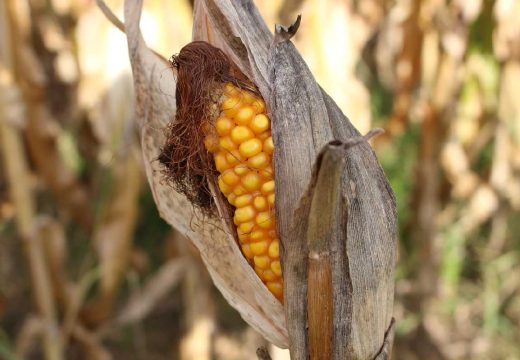 Poljoprivreda: Suša ugrožava prinos kukuruza u Semberiji