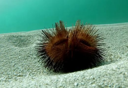  Obratite pažnju na simptome: Ako vas ubode morski jež to može da bude OPASNO PO ŽIVOT