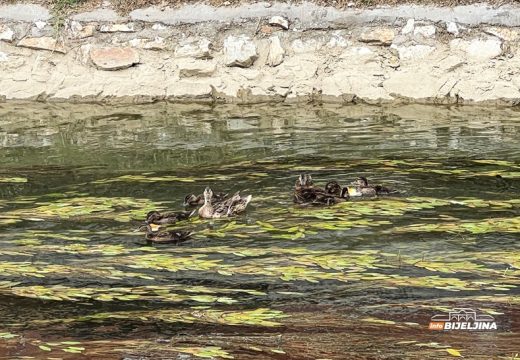 Bijeljina: Lijep prizor na Dašnici, “porodica” pataka atrakcija za prolaznike (Video)