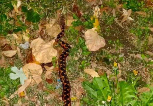 Veterinar upozorava: U Republici Srpskoj tri vrste otrovnih zmija