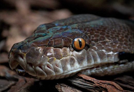 Ugriz poskoka može biti fatalan: Koliko imate vremena da primite serum?