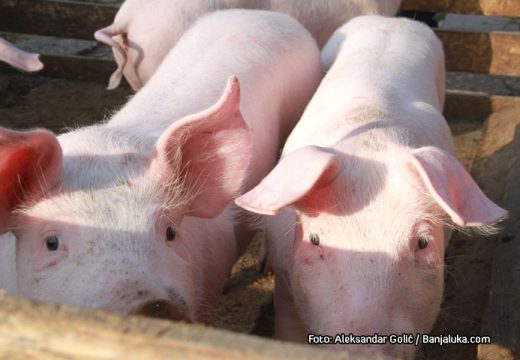 Poljoprivreda: Za suzbijanje afričke kuge svinja izdvojeno oko 30 miliona KM