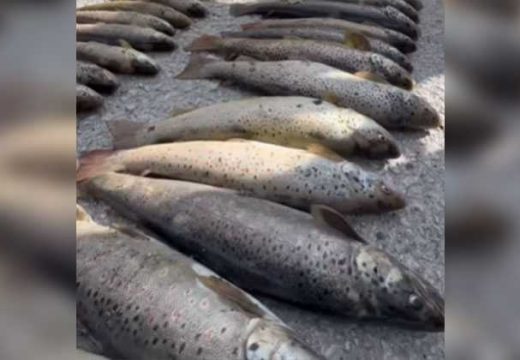 Masovni pomor ribe u Raškoj izazvao revolt: Mještani i ribolovci traže odgovore (Video)