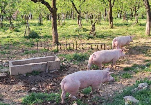 Poljoprivreda: ​Afrička kuga svinja hara Srbijom i Hrvatskom, ima li straha u Srpskoj?