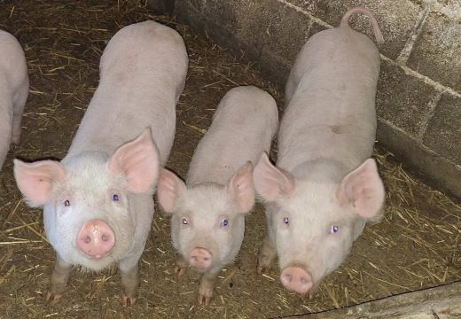 Poljoprivreda: Situacija u vezi sa afričkom kugom svinja trenutno stabilna, ali mjere opreza moraju biti maksimalne (Video)