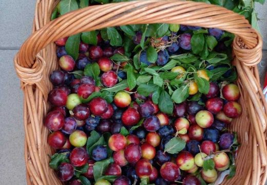 Bijeljina:I džanarike stigle na Zelenu pijacu