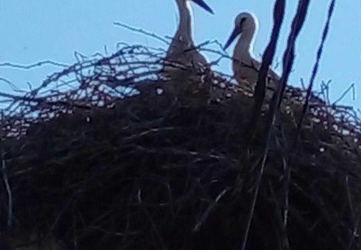 Rode u semberskoj ravnici:  Simbol rađanja i opstanka