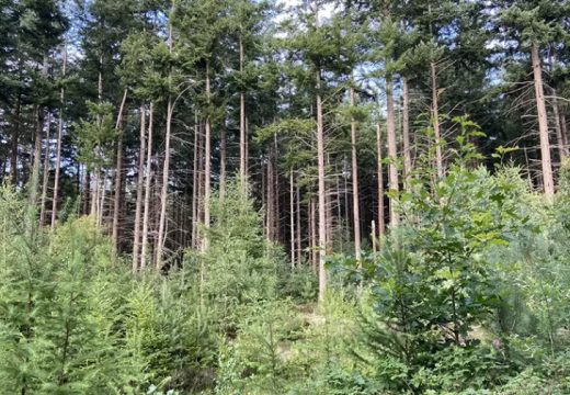 Potvrdio Kaurin: Šume Srpske u minusu šest miliona