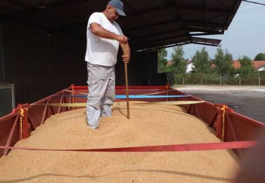 Kilogram od 34 do 36 feninga, zavisno od hektolitra: Bijeljinski “Novi Žitopromet“ formirao otkupnu cijenu pšenice (Foto)