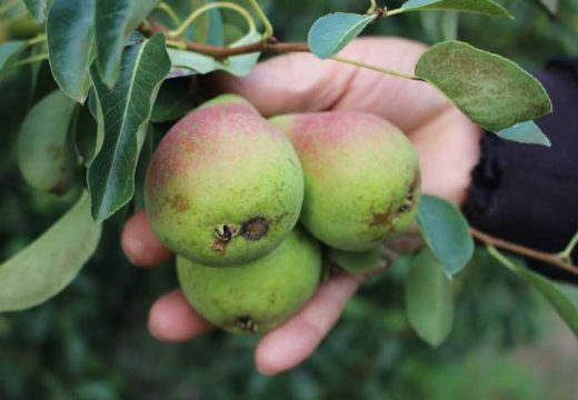 Osrednji rod voća: Čekaju nas veće cijene