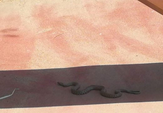 Građani pozvani na pojačan oprez: Ograničene količine seruma protiv zmijskog otrova