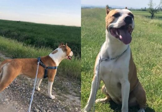 Na području sela Patkovača: Nestala keruša kod Bijeljine, pronalazaču nagrada